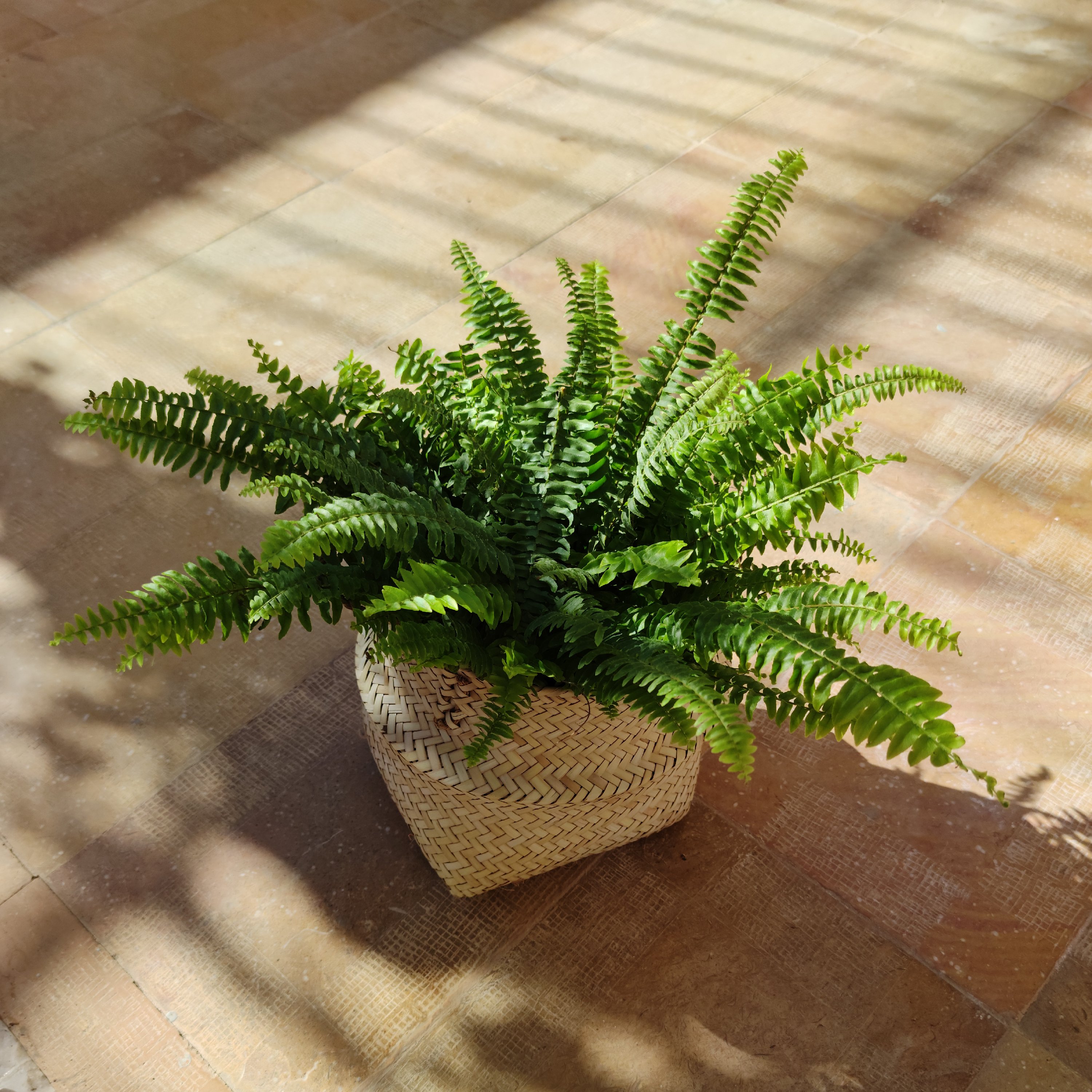 گل سرخس سطل 3(ارسال با اتوبوس وپس کرایه)