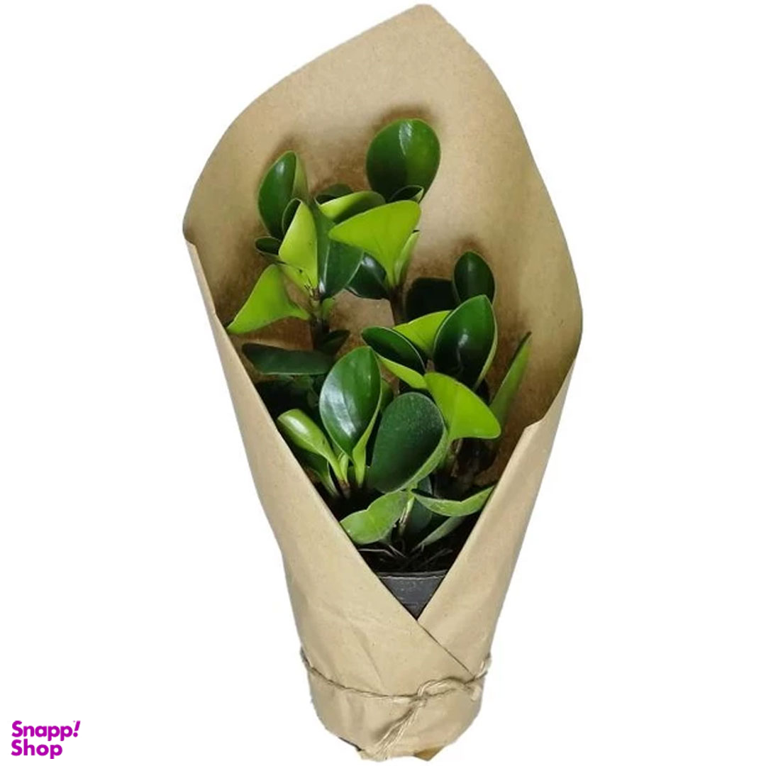 گیاه طبیعی قاشقی کد QQ05