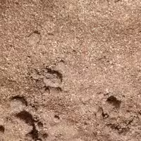 سماق قهوه ای اعلاء 75 گرمی