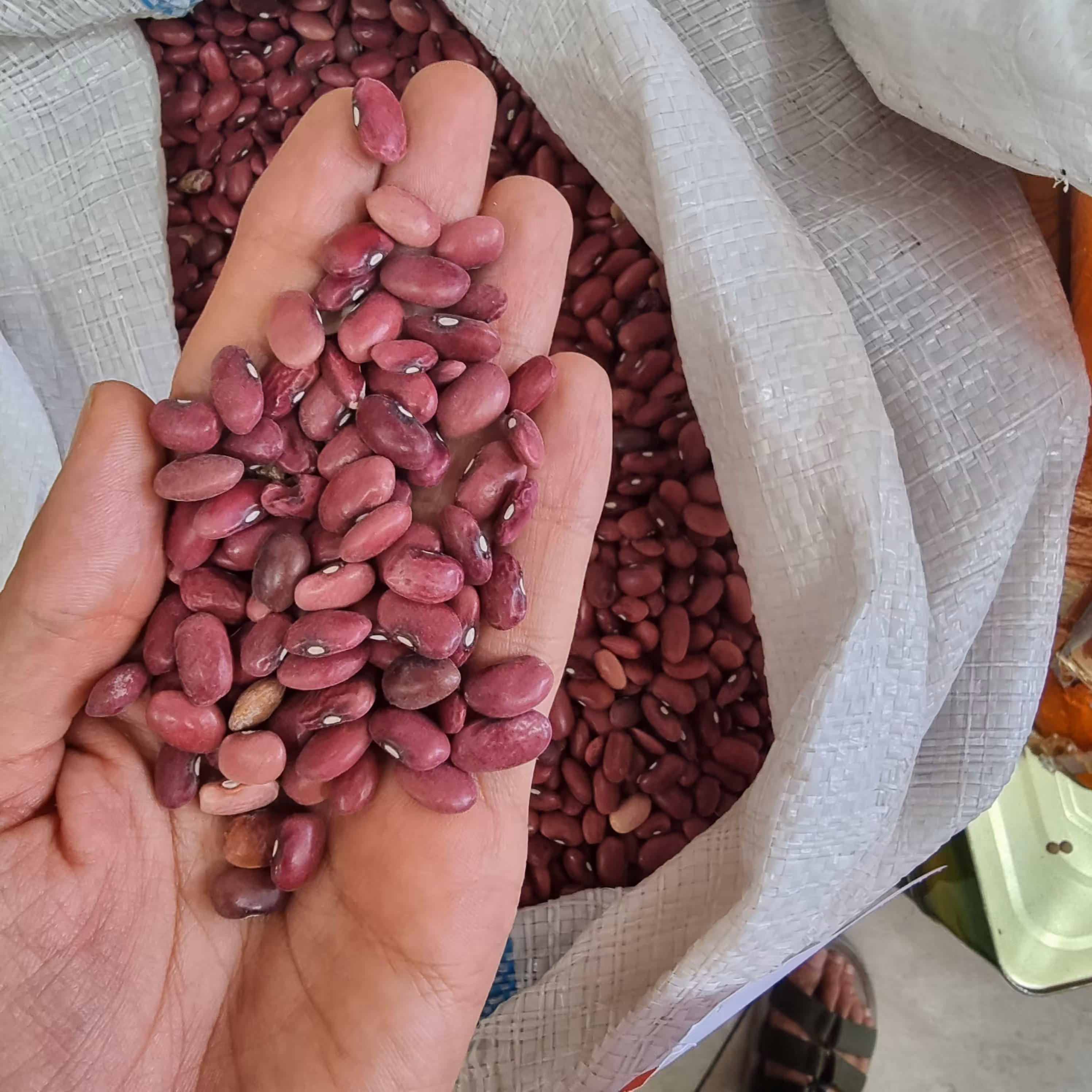 لوبیا قرمز دستچین و بوجار شده  10 کیلویی 