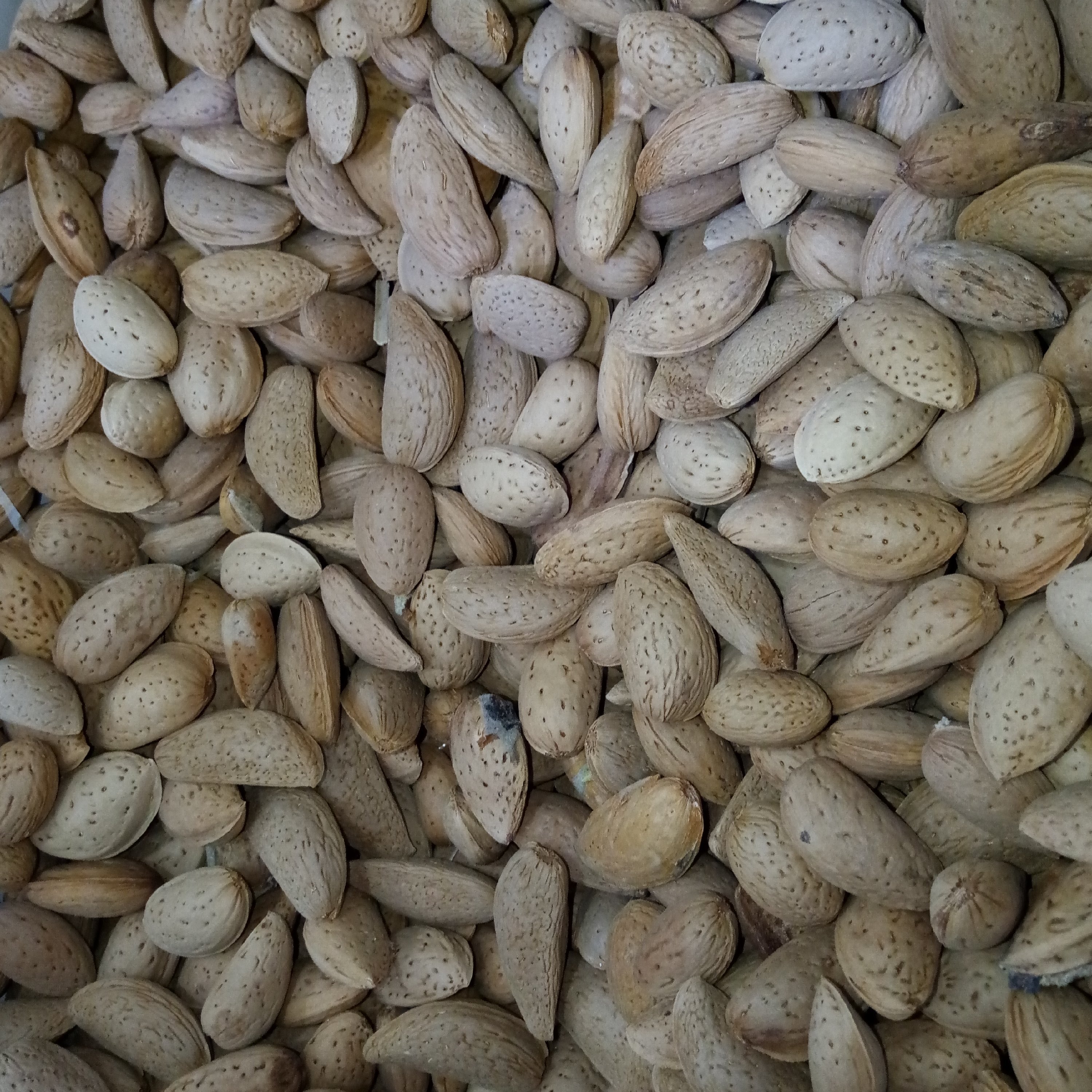 بادام درختی