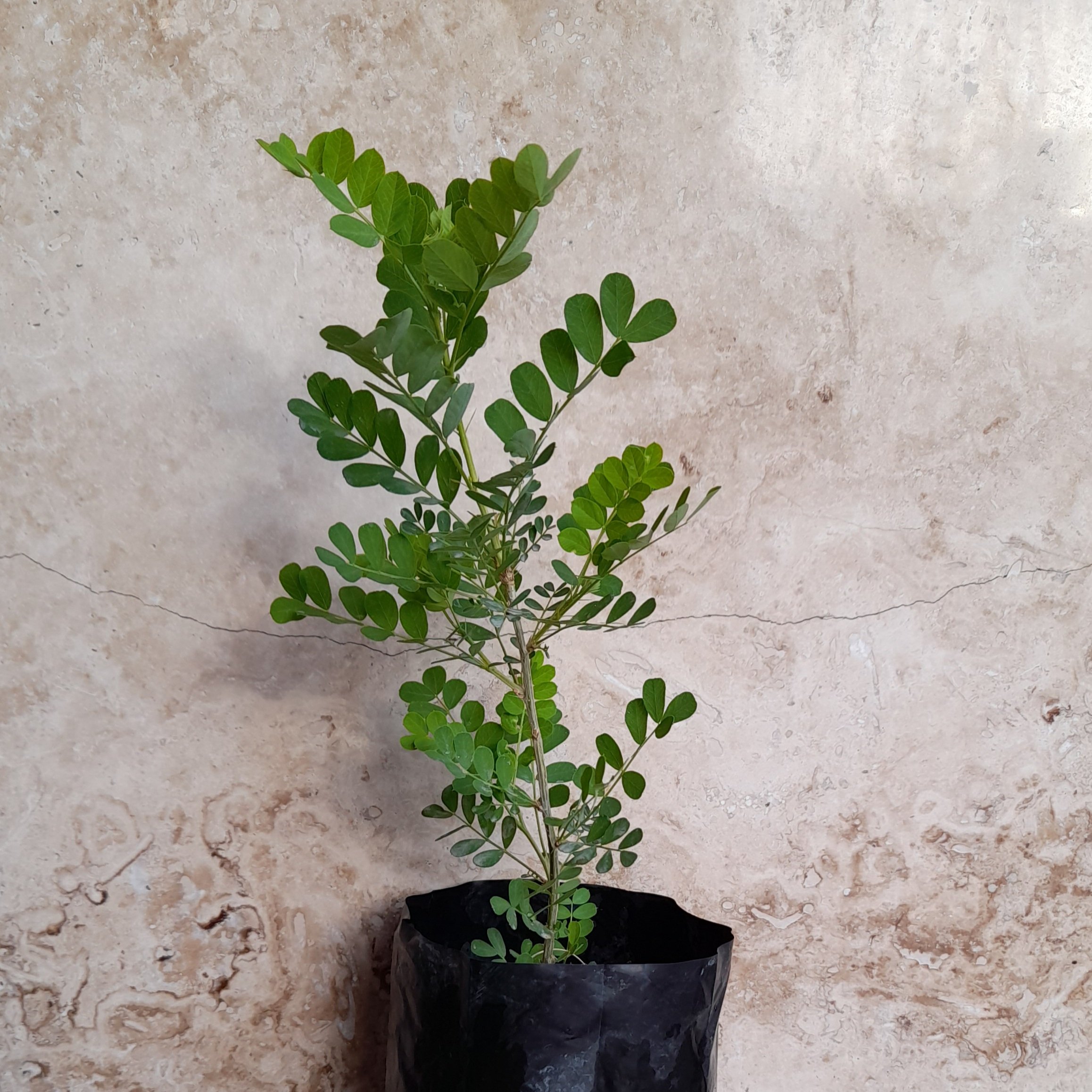 تک فروشی نهال کمیاب نخود درختی ریز-برگ - caragana microphylla