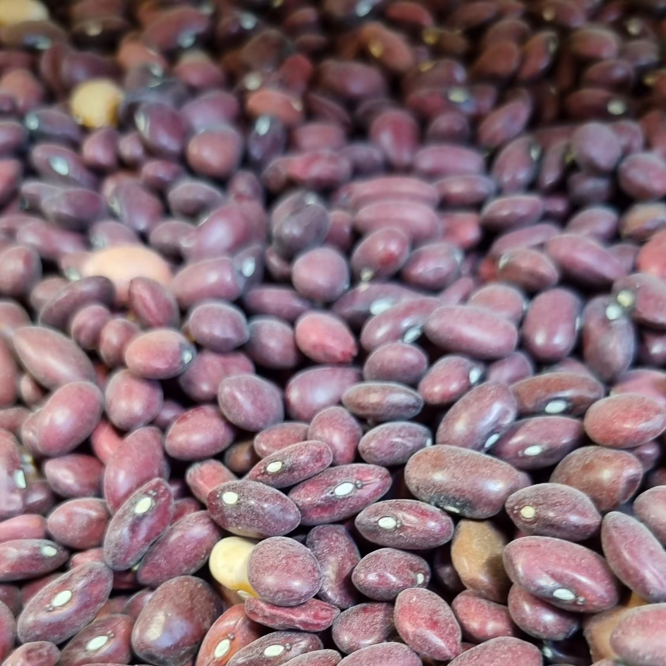 بهترین قیمت لوبیا قرمز محلی یک کیلویی با بهترین کیفیت