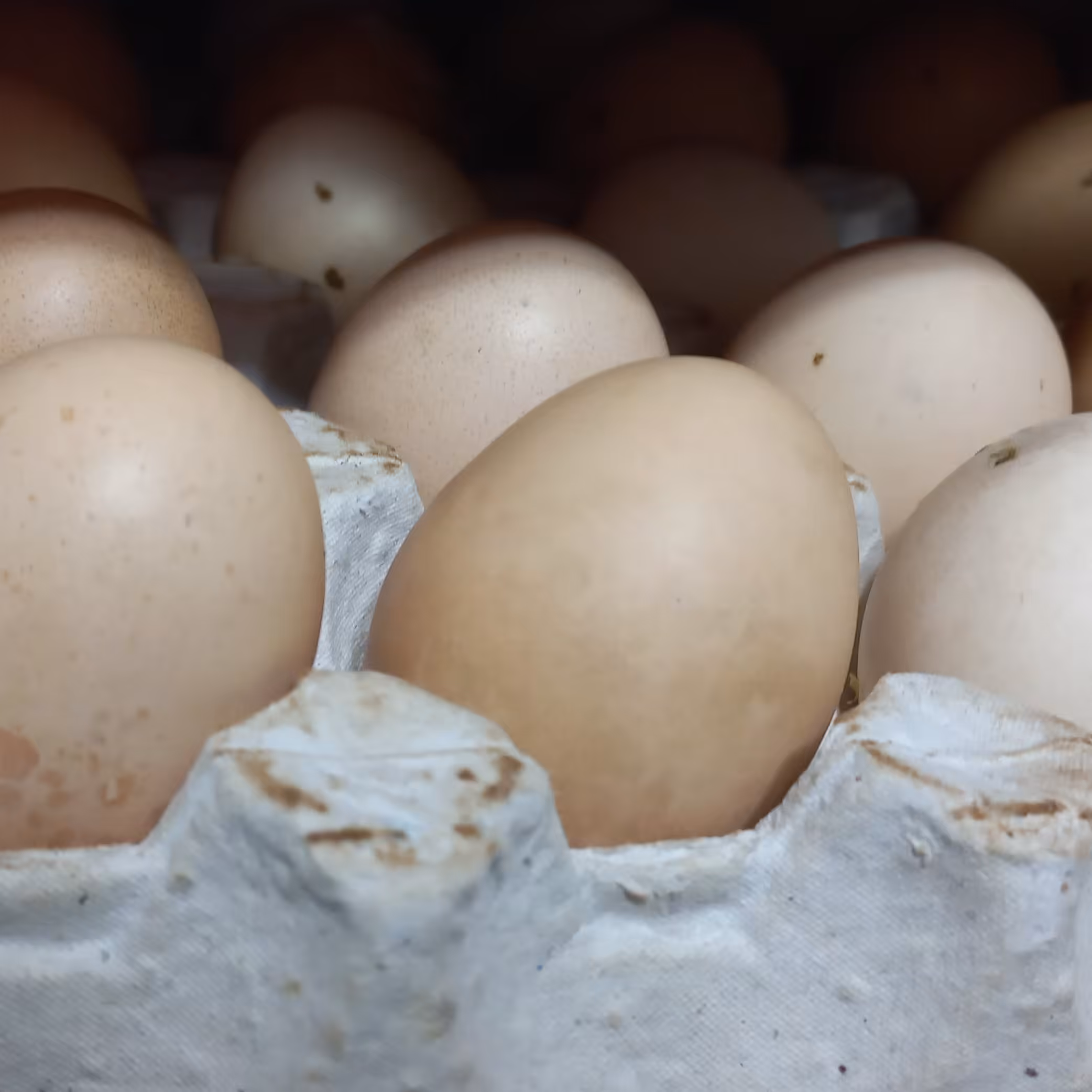 تخم مرغ محلی،ریز و درشت،سالم وطبیعی،ارسال با  دفتر باربری پیشتاز ،هزینه ارسال به صورت پس کرایه.قبل از سفارش پیام بفرستید