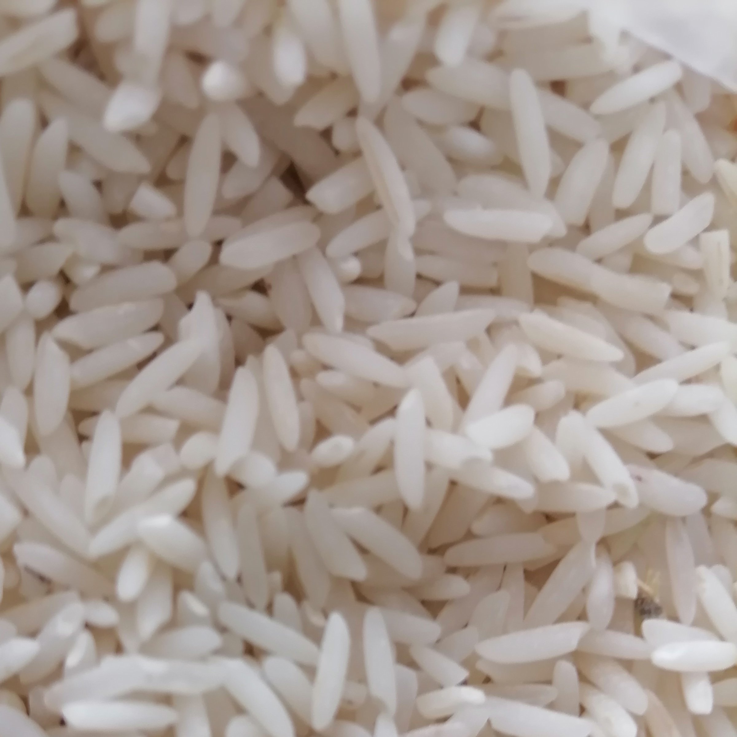 برنج شیرودی خوش پخت و اقتصادی