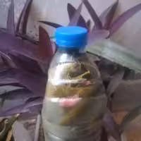 خیارشور  محلی خانگی  کاملا خوشمزه و خوش طعم