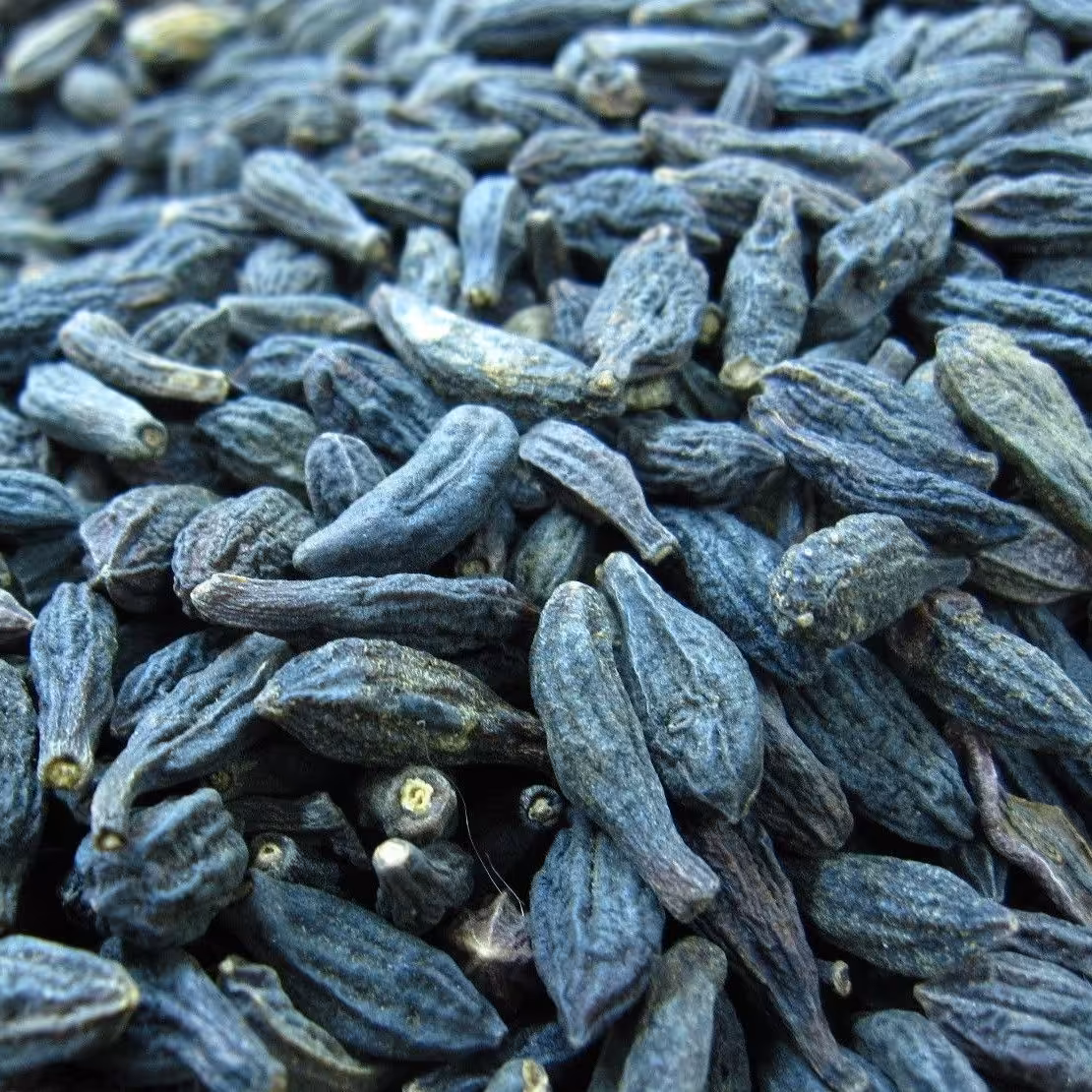 هلیله سیاه اعلاء نیم کیلو