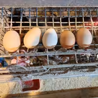 تخم مرغ محلی