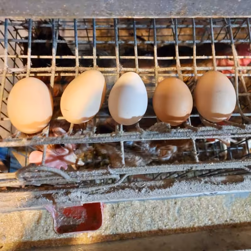 تخم مرغ محلی