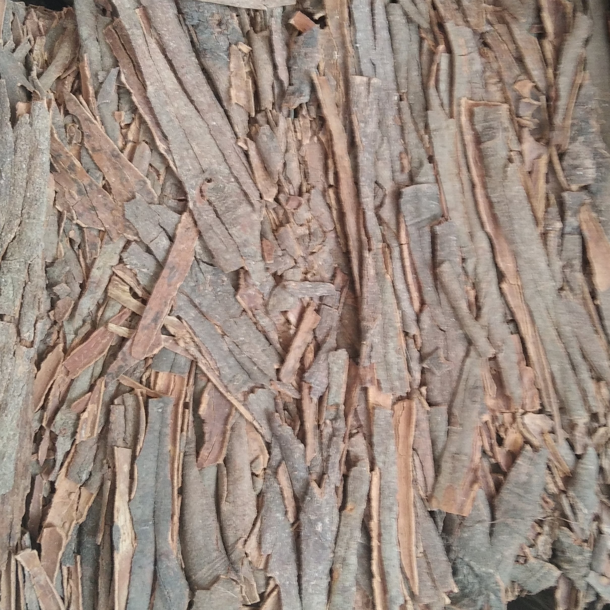 قلم دارچین گل سرخ توبک