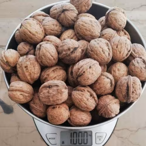 گردوی چرب و خوشمزه خوانسارتیمچه