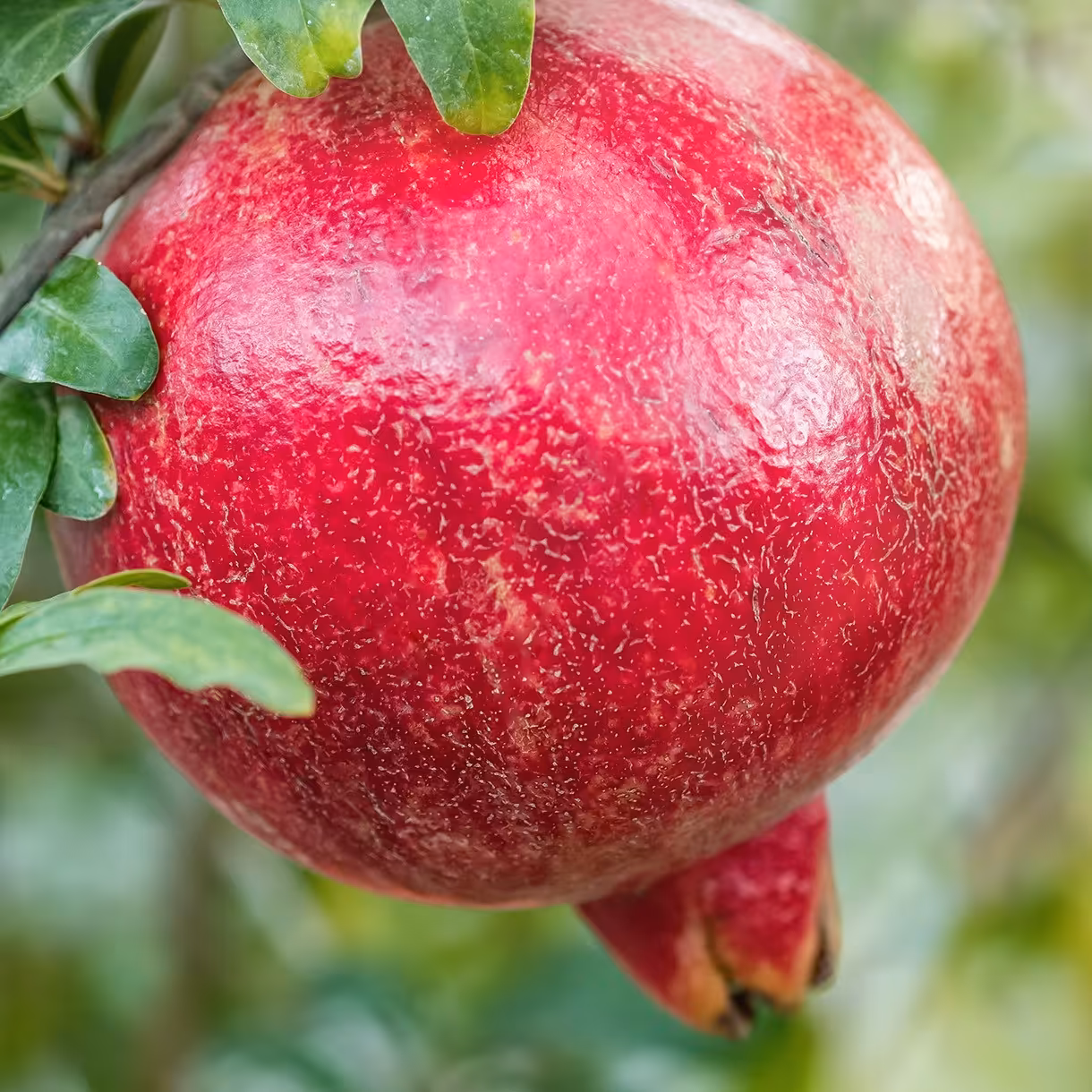 نهال انار ژله ای