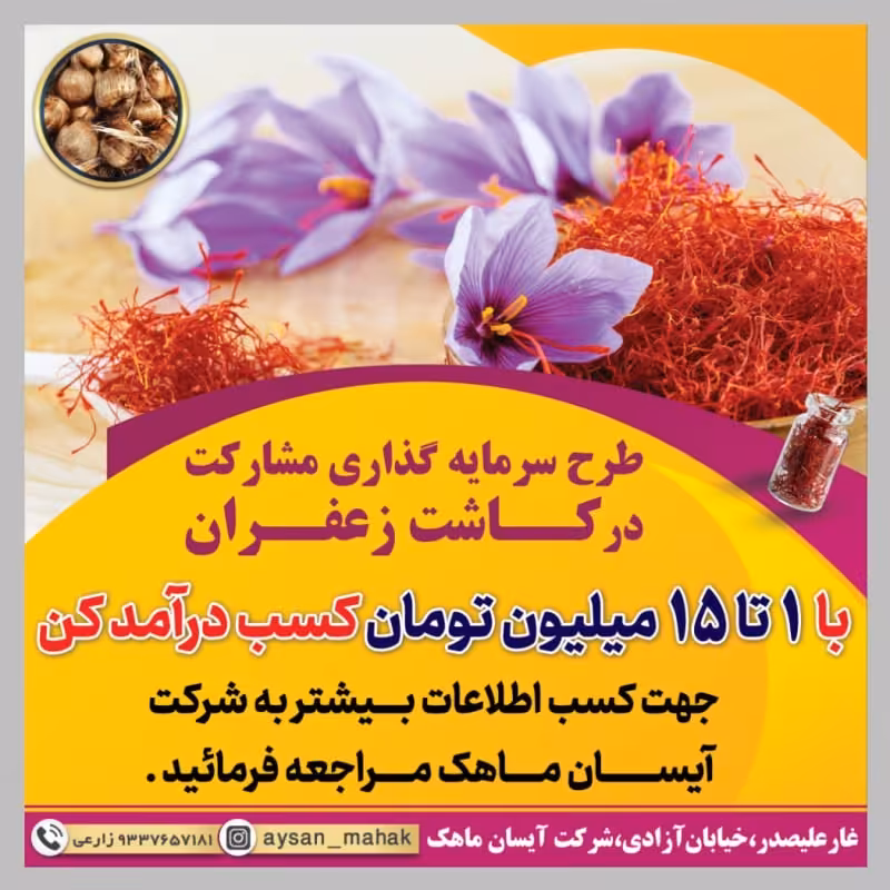 پیاز زعفران طرح مشارکت کاشت زعفران در زمین کشاورزی(پیشنهاد غرفه دار)