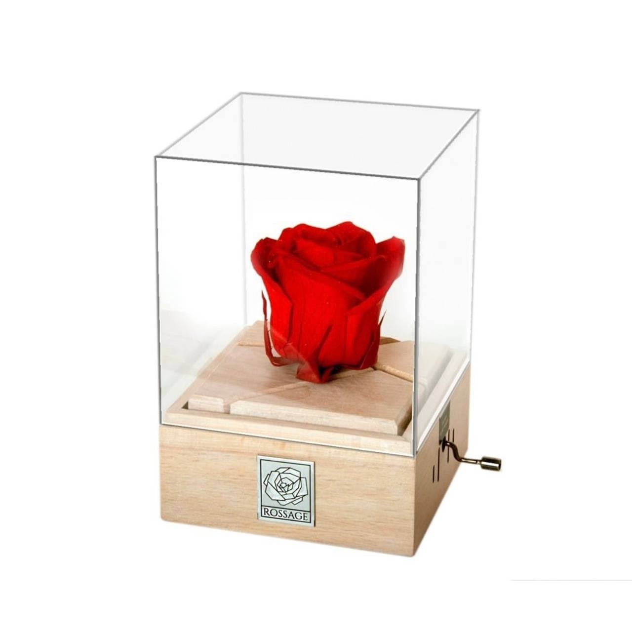 گل رز با ملودی Jaane Maryam