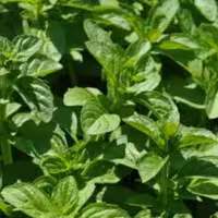 سبزی پونه جنگلی خرد شده (5000گرمی)