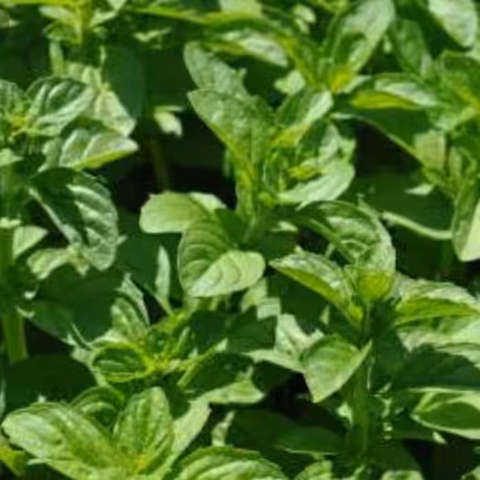 سبزی پونه جنگلی خرد شده (5000گرمی)