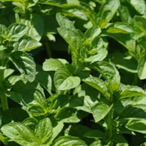 سبزی پونه جنگلی خرد شده (5000گرمی)