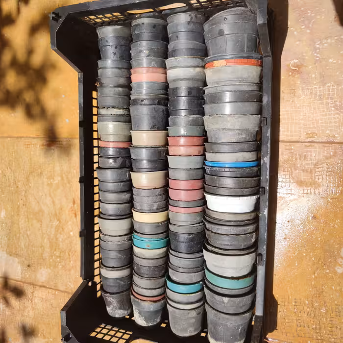 پک 50 تایید گلدان کاشت