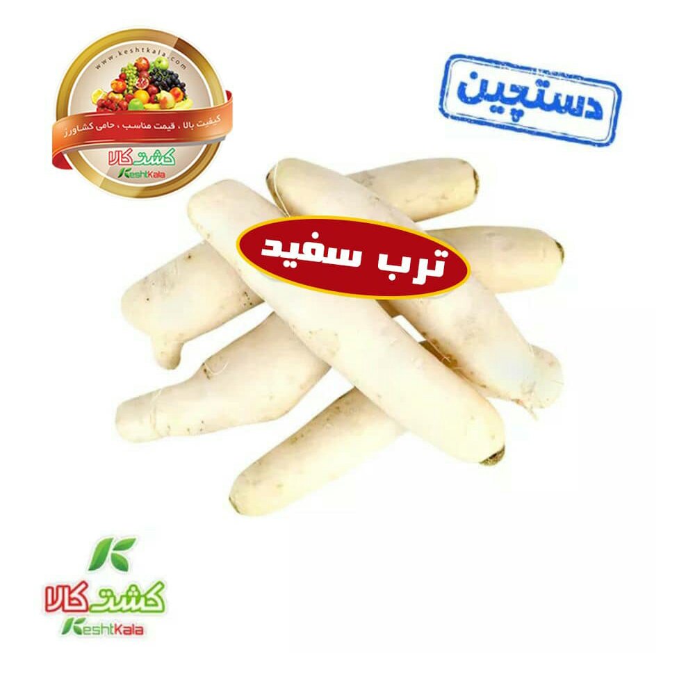 ترب سفید فله