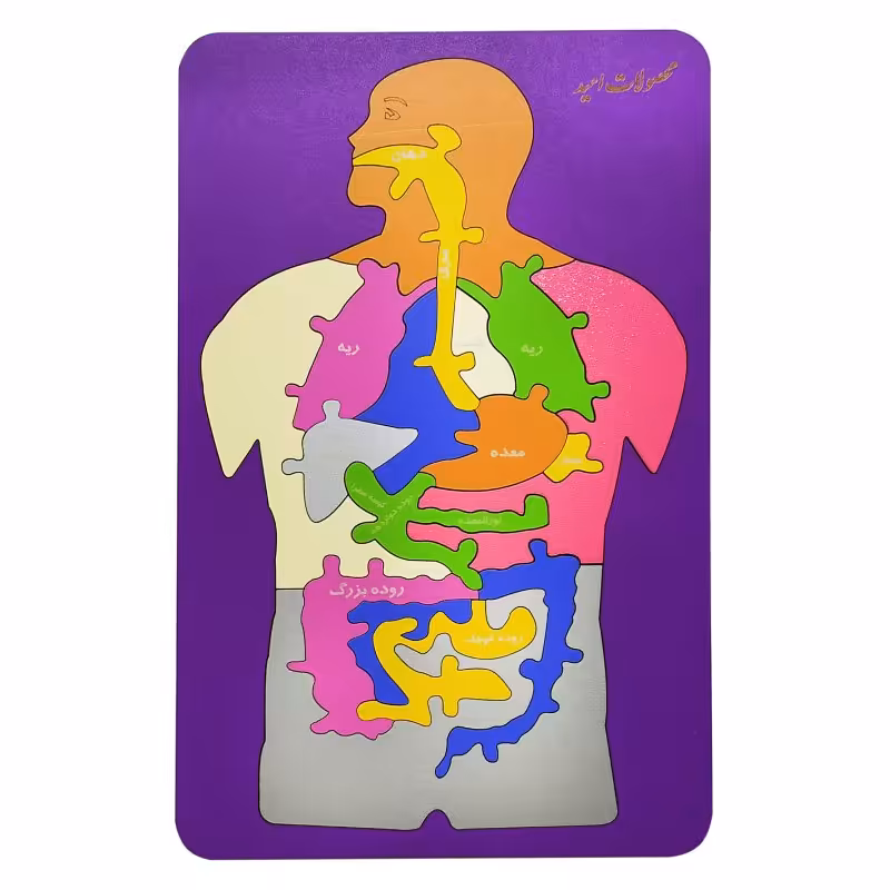 پازل چوبی بدن انسان 