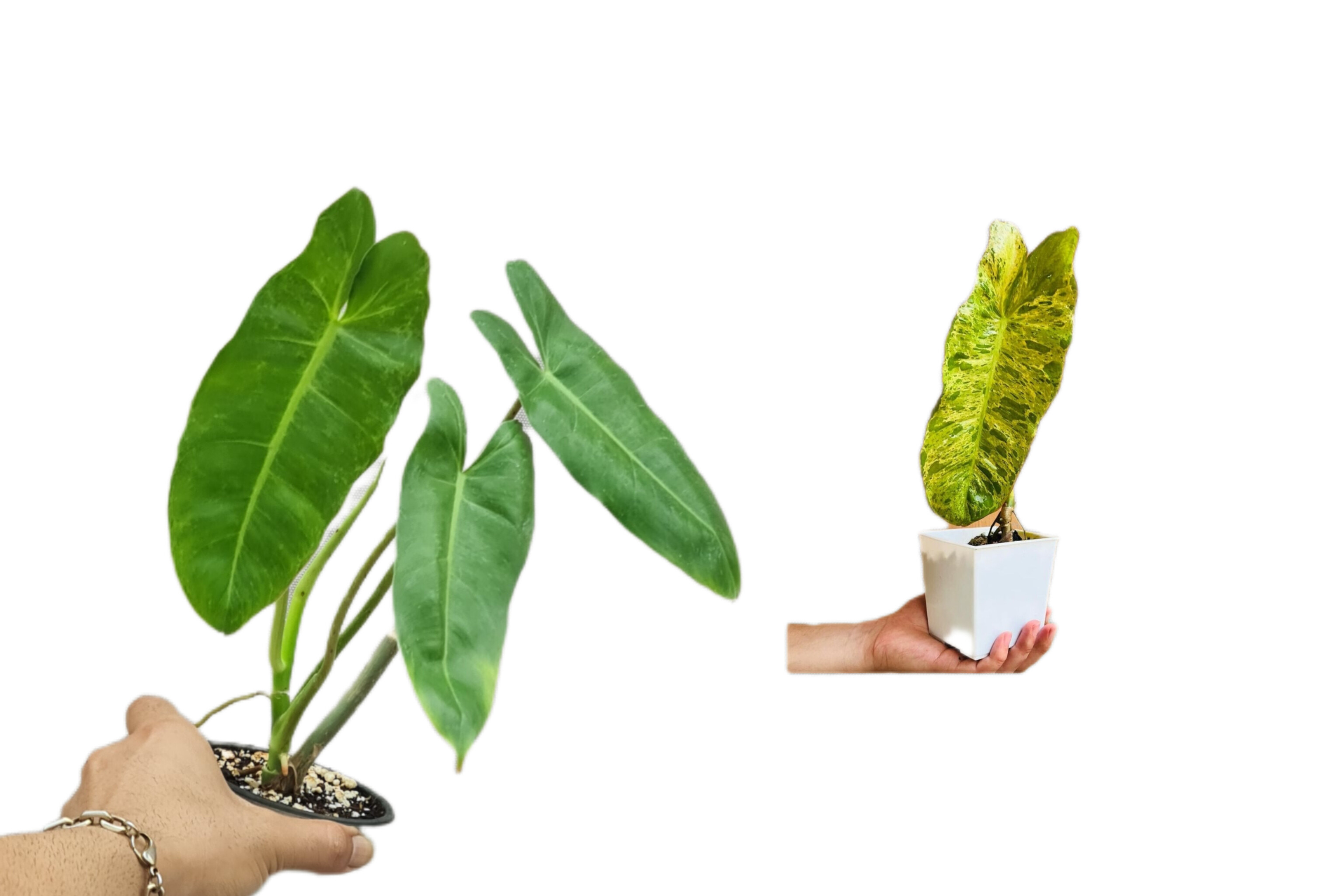 فیلودندرون پارازورده