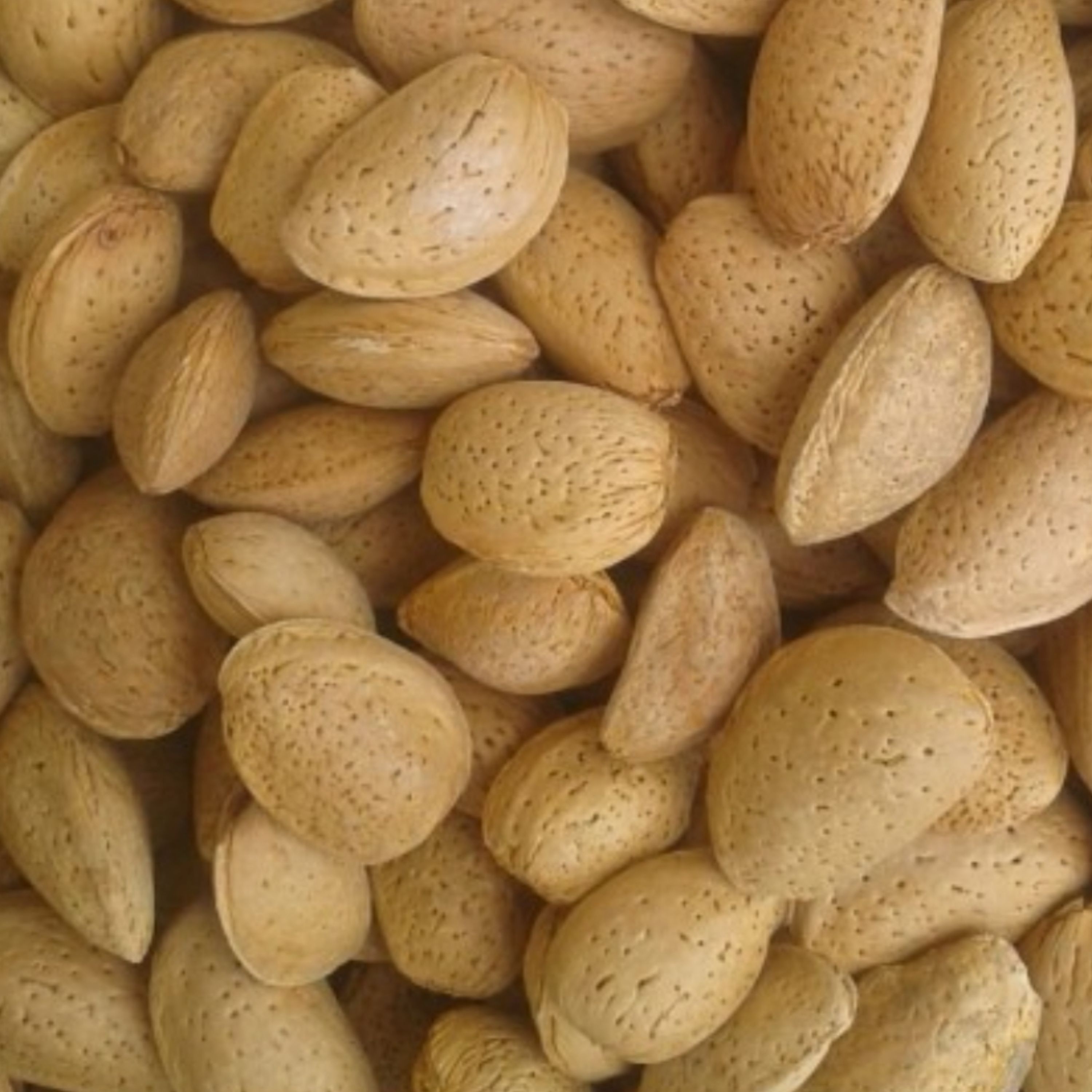 بادام سنگی دو کیلویی