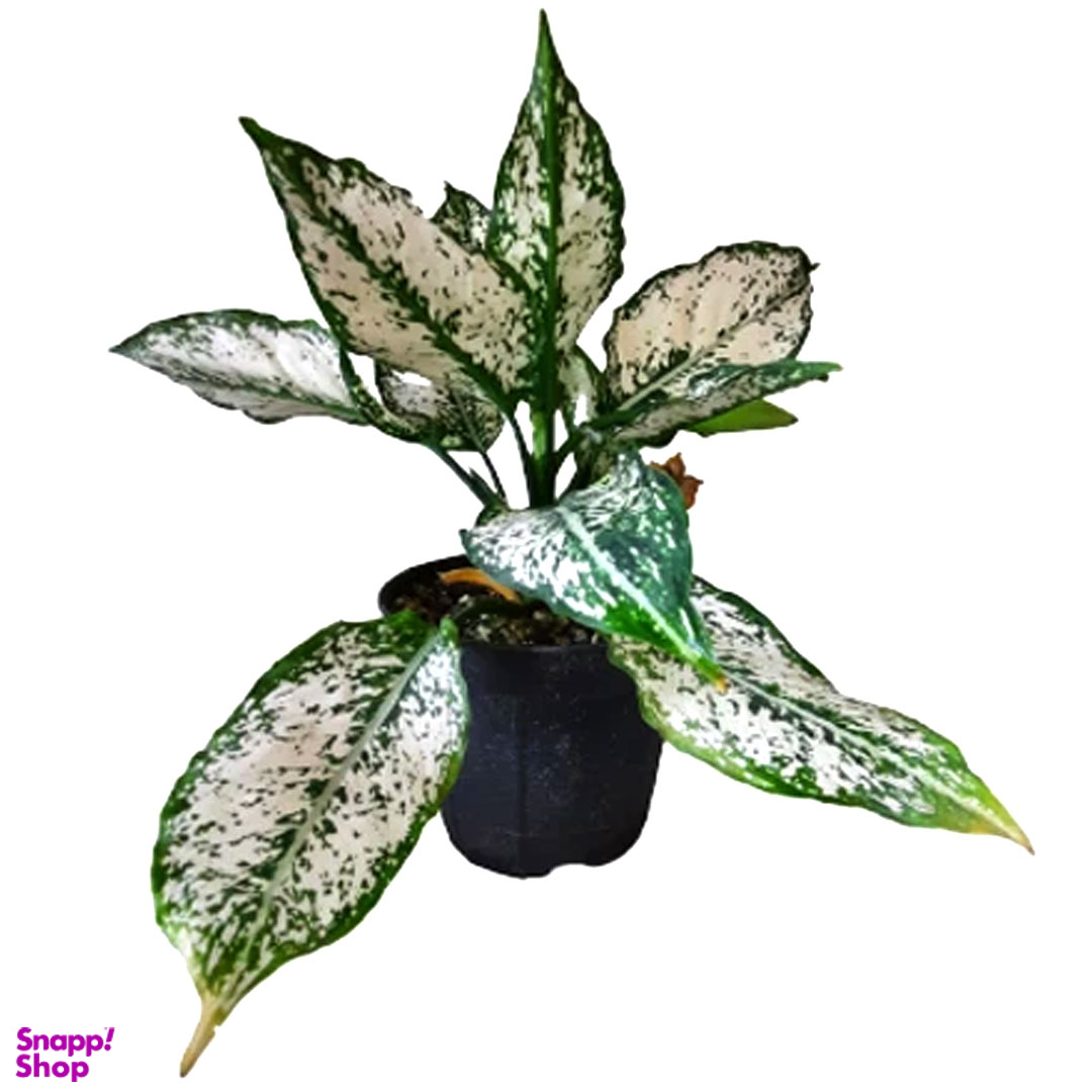 گیاه طبیعی اگلونما کد AGLO02