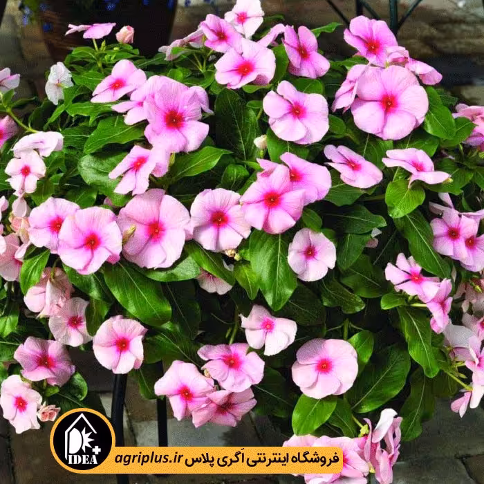 بذر گل پریوش بسته بندی خانگی