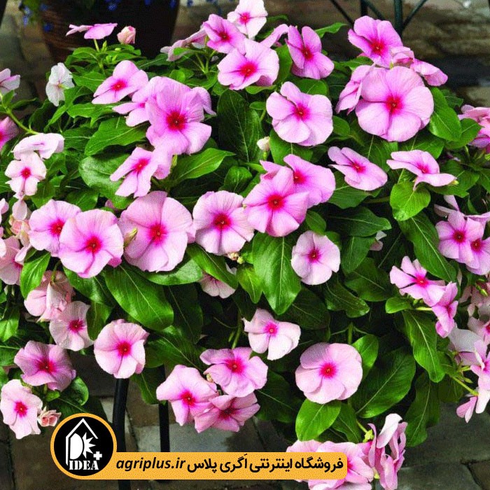 بذر گل پریوش بسته بندی خانگی