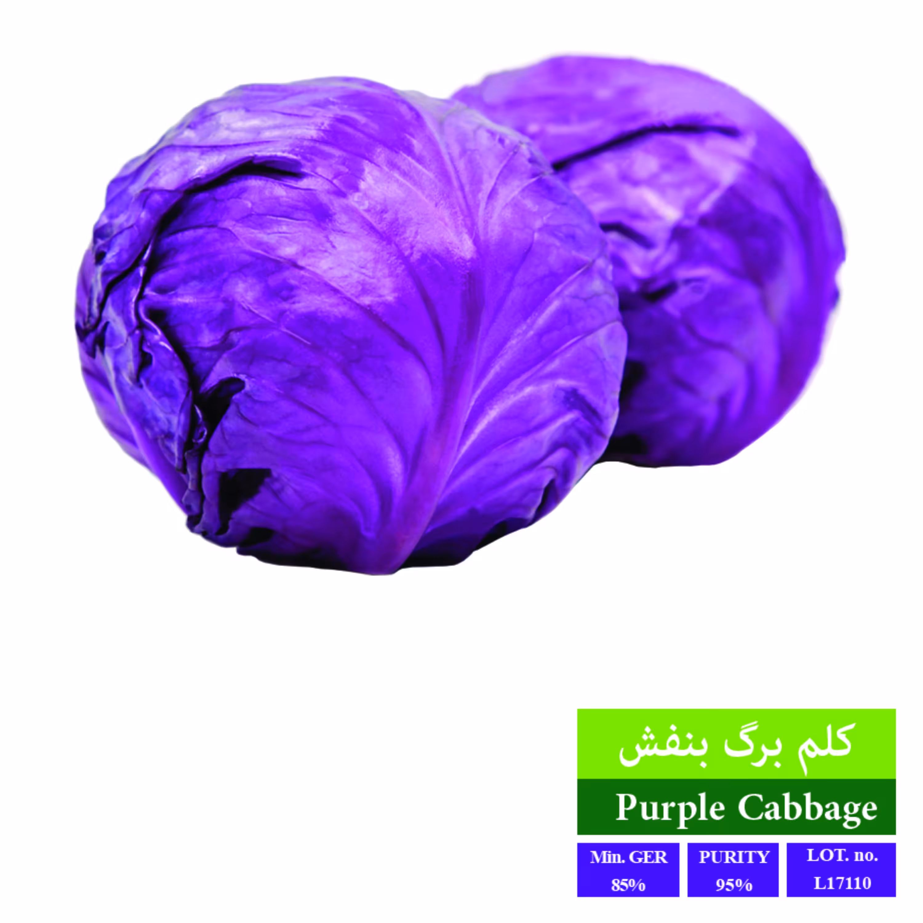 بذر کلم برگ بنفش بذر طلایی رویان 