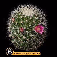 بذر کاکتوس Mammillaria Ernesti v Albispina