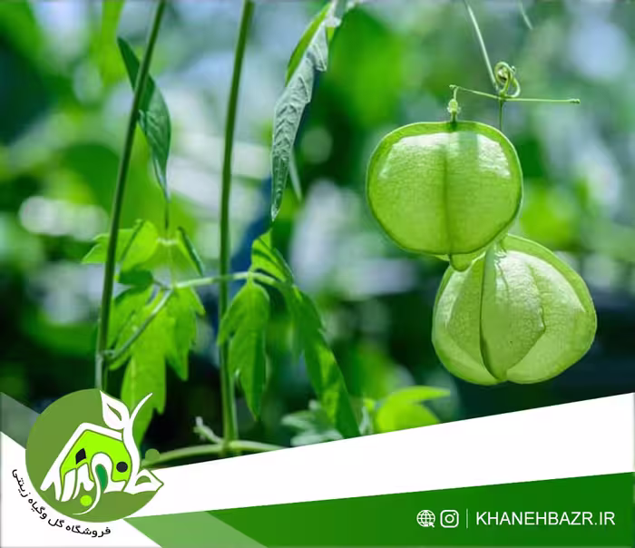 بذر گل بالون عشق 5 عدد - خانه بذر | فروشگاه بذر وارداتی گل و گیاه زینتی 1404