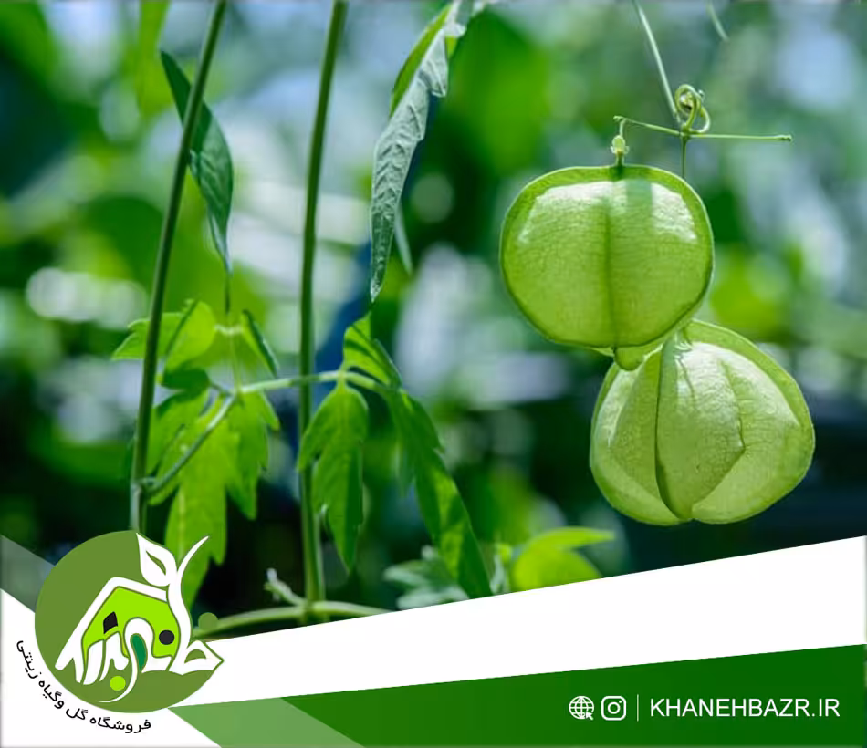 بذر گل بالون عشق 5 عدد - خانه بذر | فروشگاه بذر وارداتی گل و گیاه زینتی 1404