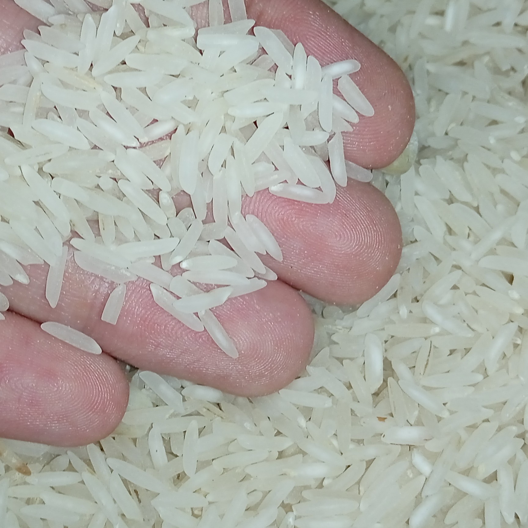 برنج دانه بلند هاشمی (باب منزل)