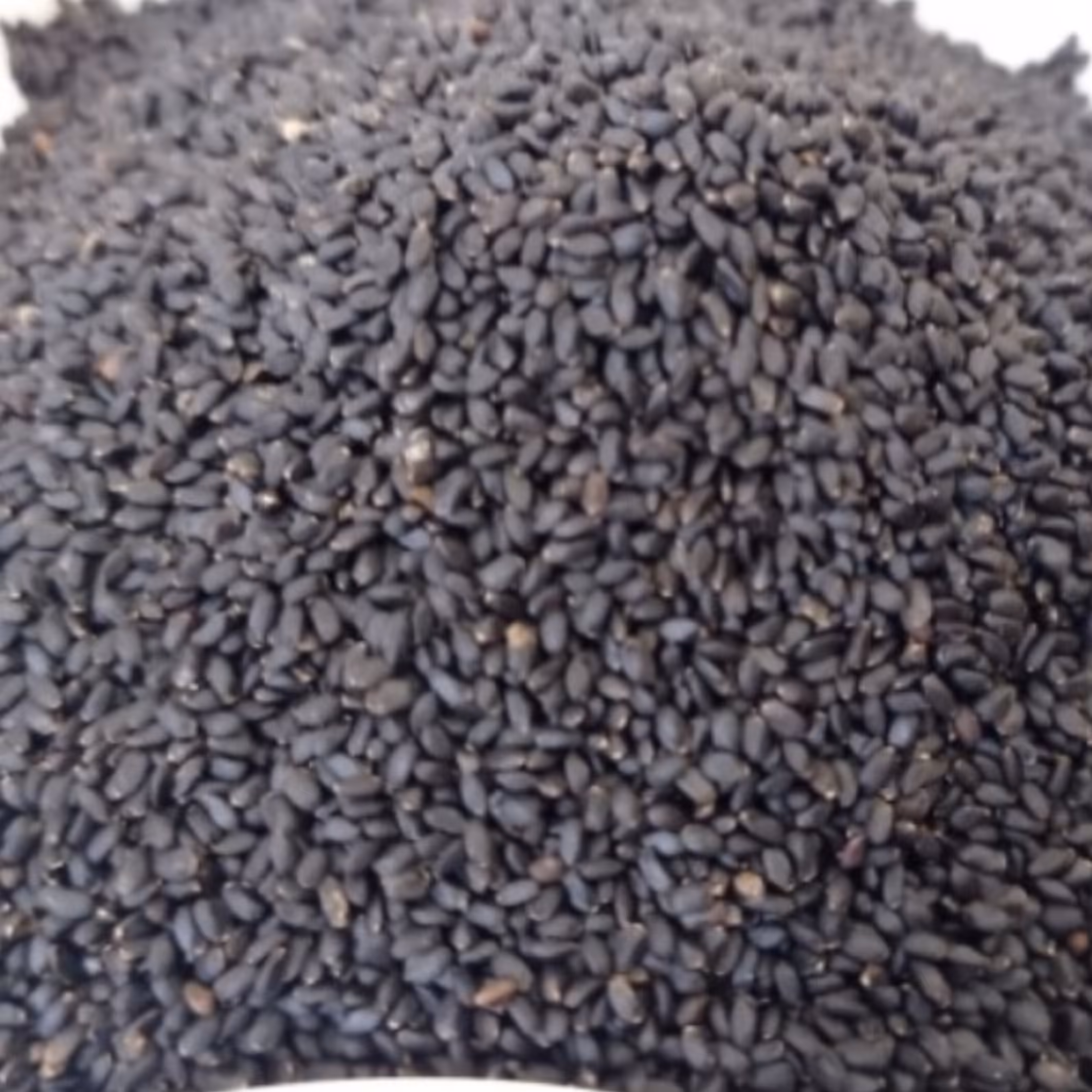 تخم شربتی(بذر ریحان کوهی) 