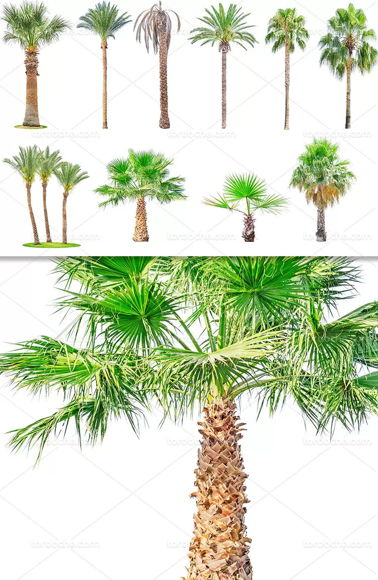 عکس نخل خرما با کیفیت بالا | گرافیک با طعم تربچه