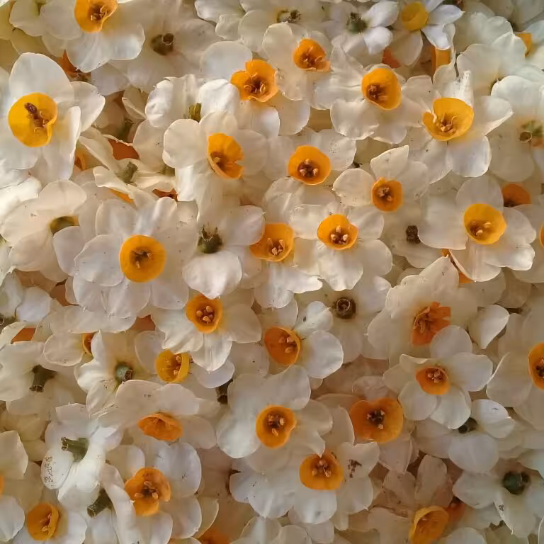 سرگل خشک نرگس  بسته 50 تایی 