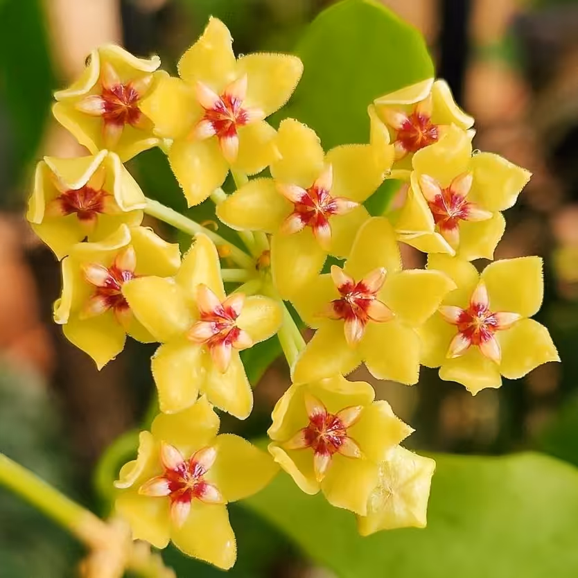 هویا دیپترا جوانه دار و در حال رشد مستقیم از تولید کننده ( هزینه ارسال پسکرایه)