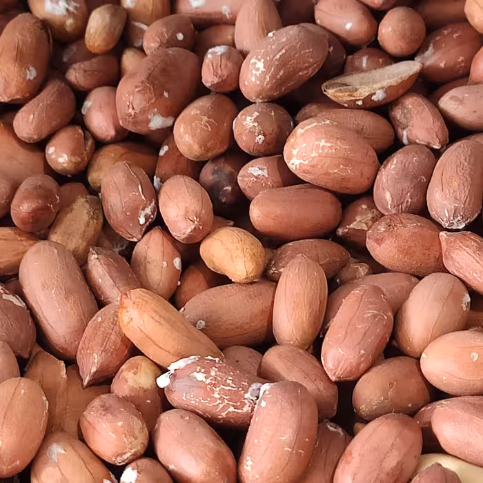 مغز بادام زمینی درشت شور ممتاز کیلو 315