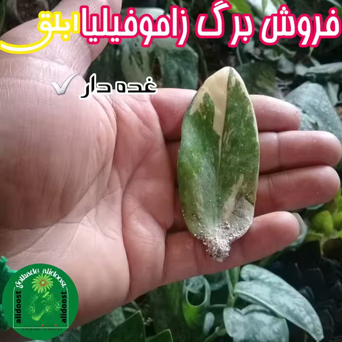 برگ غده دار زاموفیلیاابلق