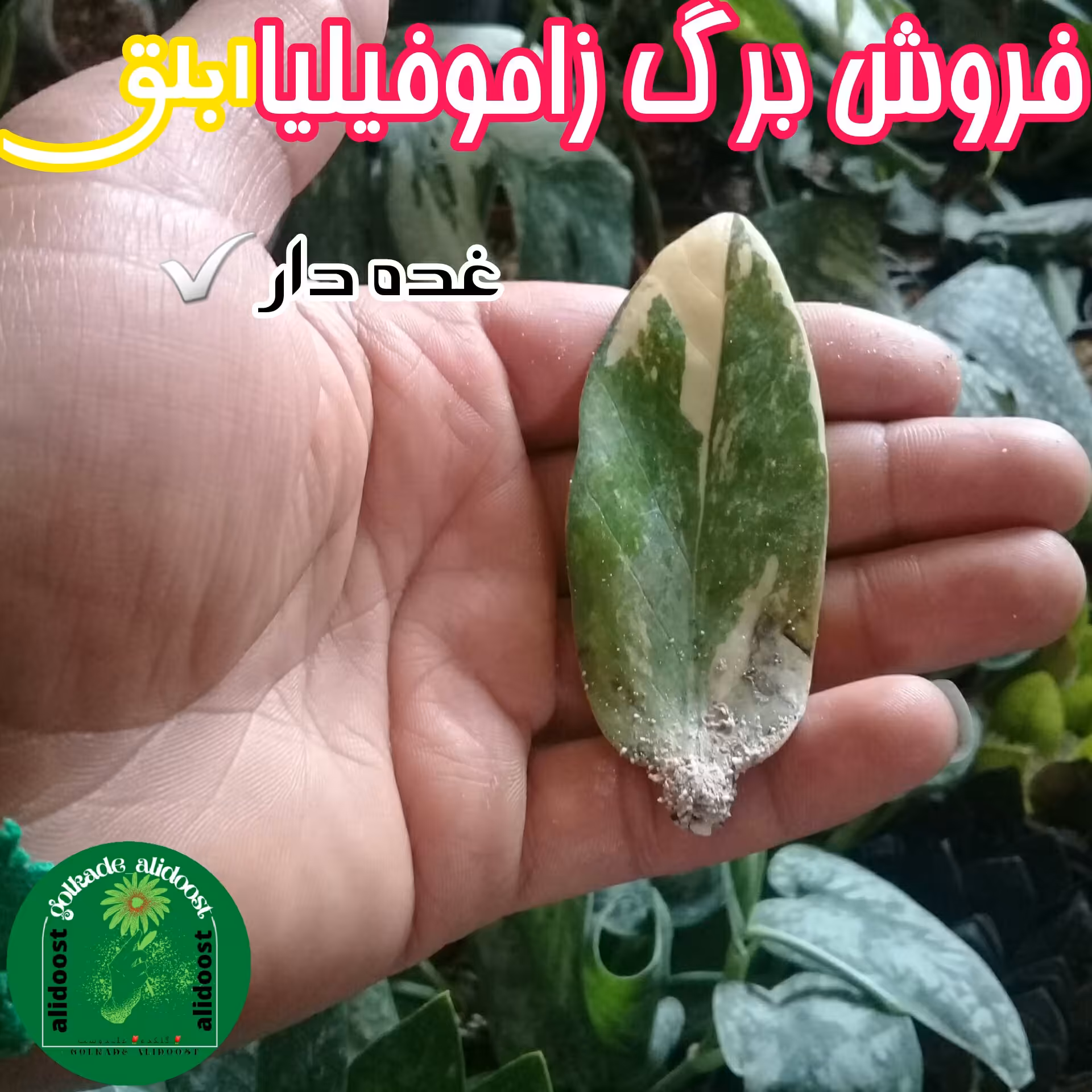 برگ غده دار زاموفیلیاابلق