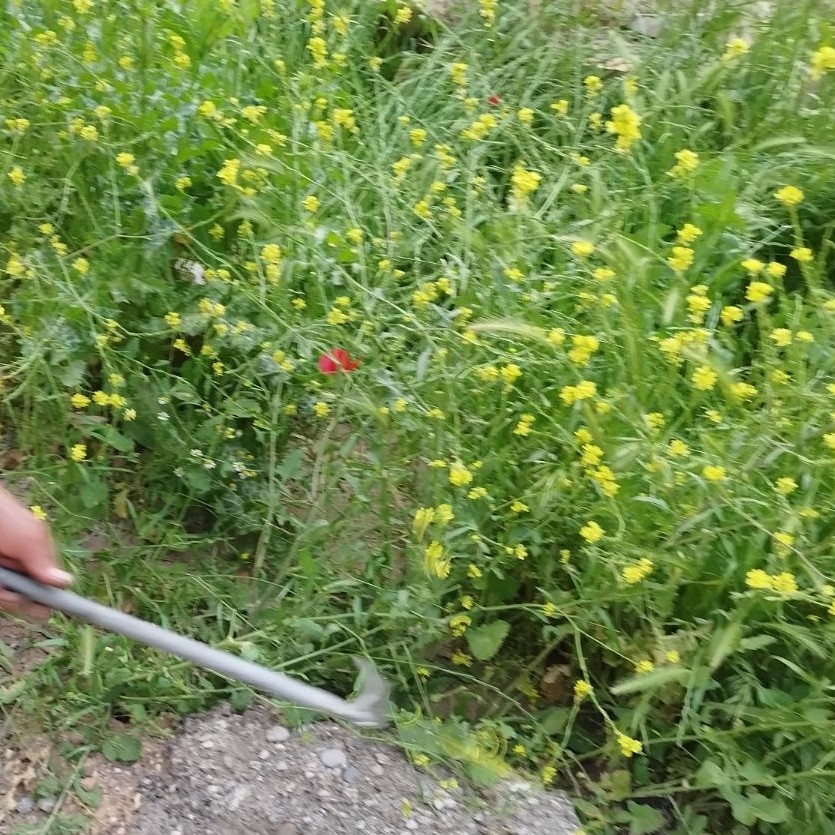 علف زن دروگر دستی