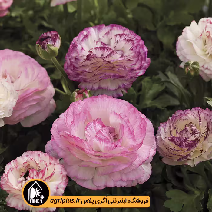 بذر آنمون Mache سینجنتا