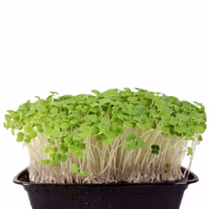 بذر میکروگرین شلغم 20 گرمی