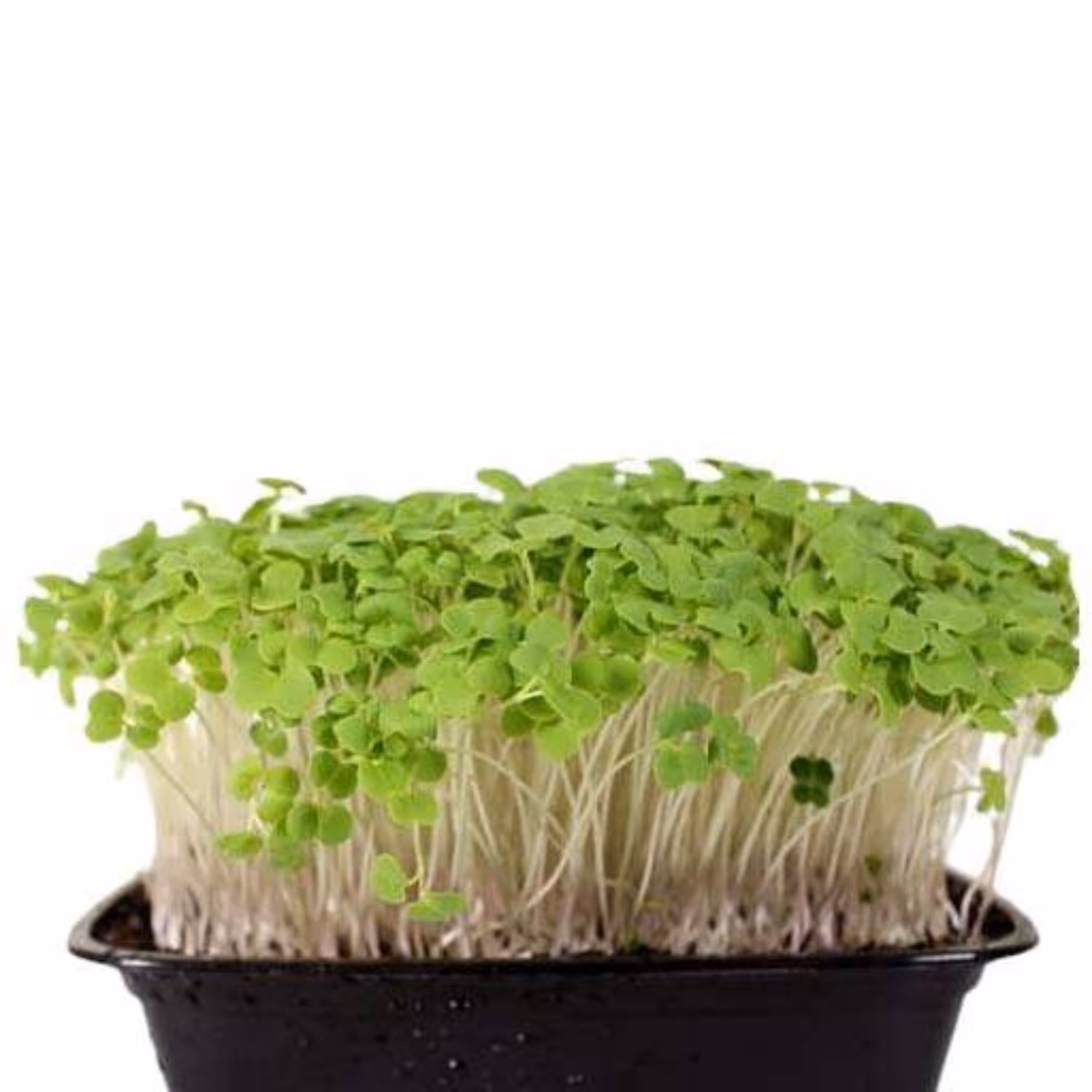 بذر میکروگرین شلغم 20 گرمی