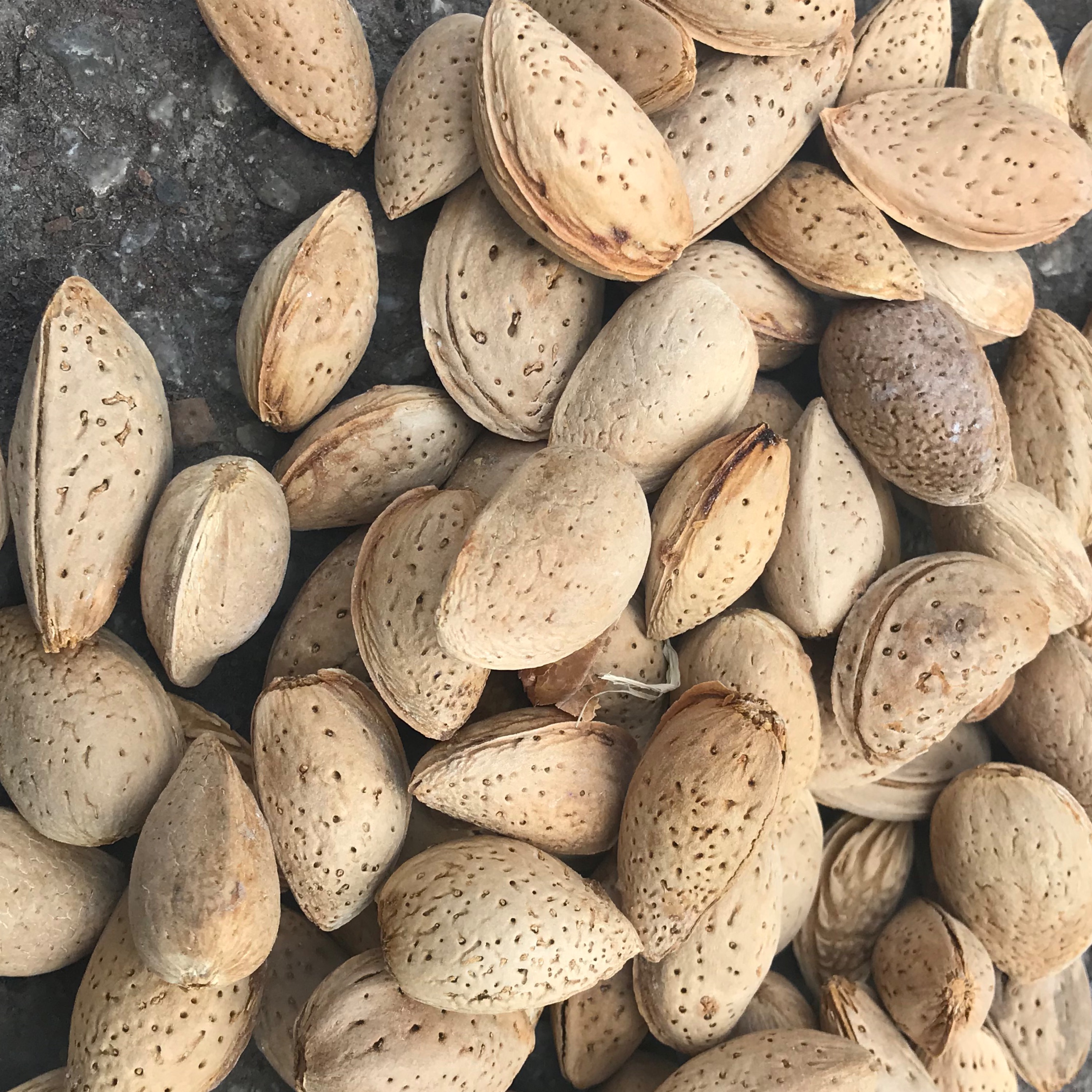 بادام سنگی(900گرم)