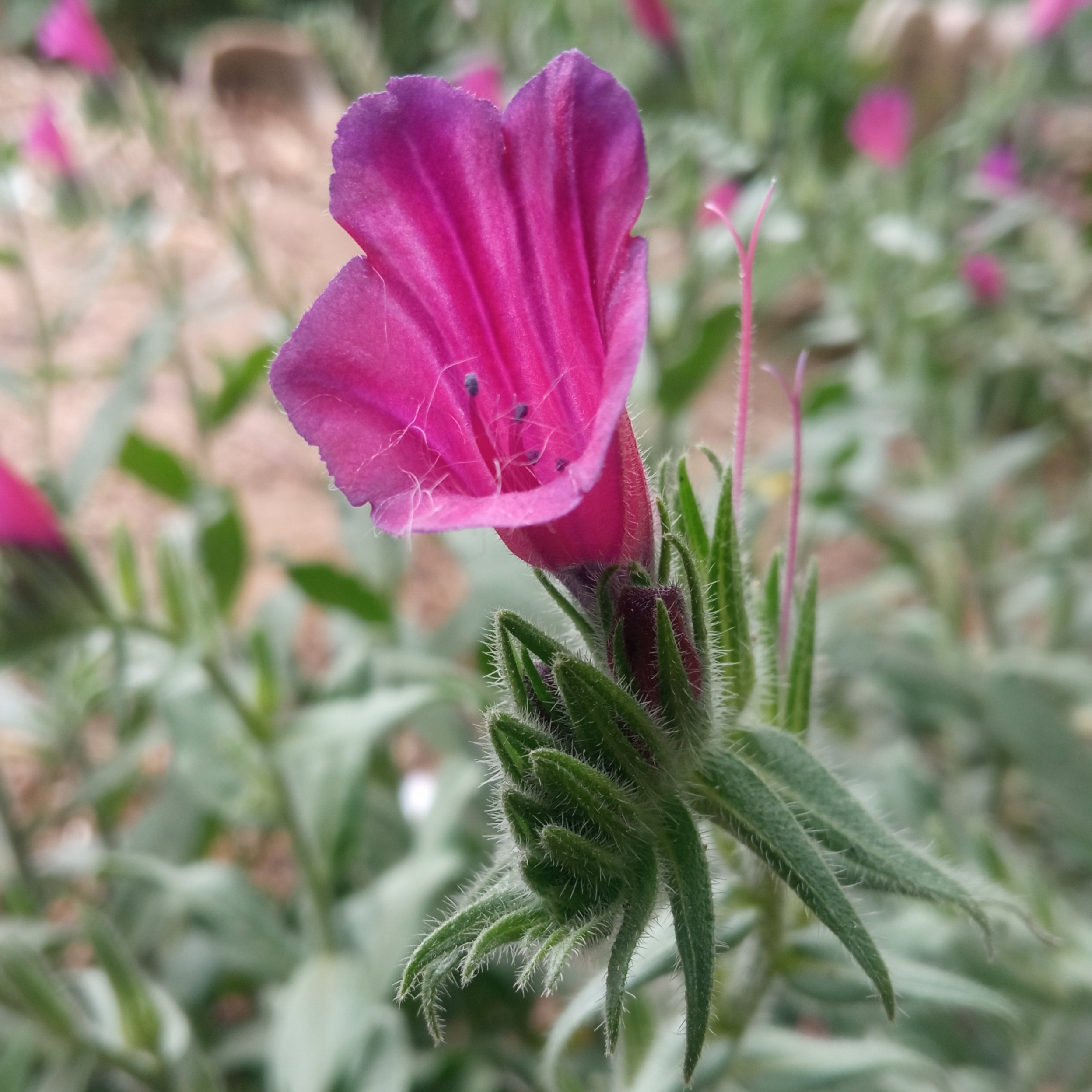 گل گاوزبان