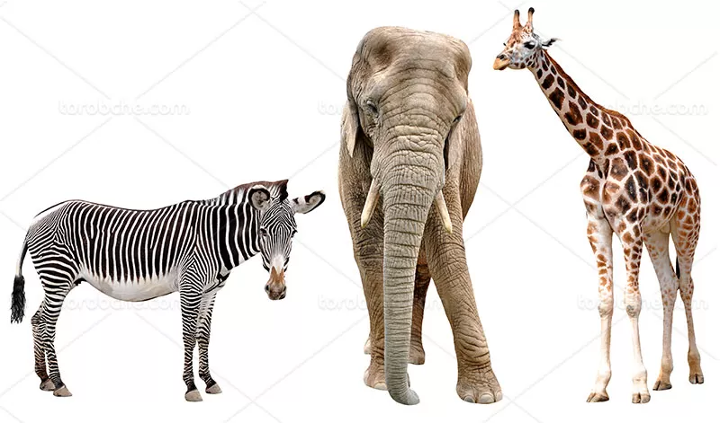 عکس با کیفیت انواع حیوانات | گرافیک با طعم تربچه