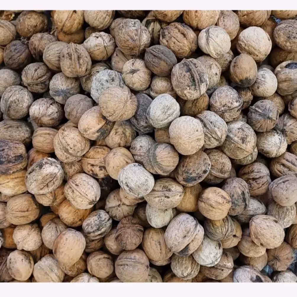 گردو نهاوند