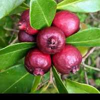 نهال 6ساله گواوا قرمز(ارسال با باربری و هزینه پس کرایه)